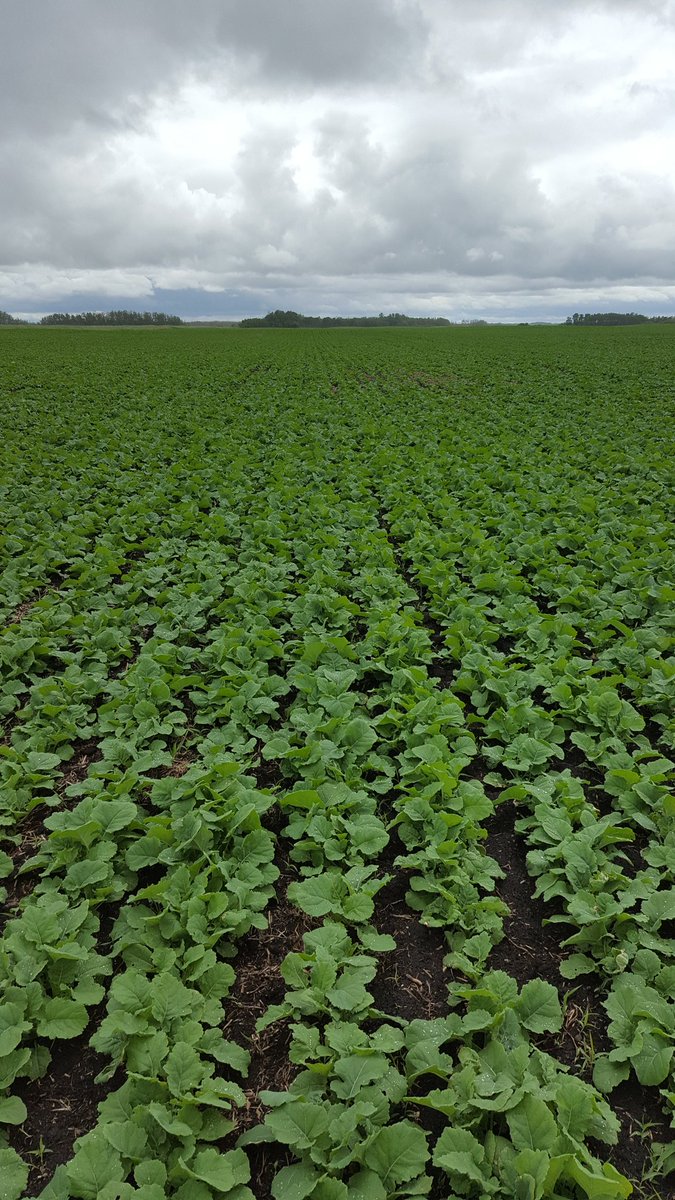 cbali71's tweet photo. Beautiful stand of @Cargill Victory canola near Wynyard #cargillgrows https://t.co/R8ur0eMxmd