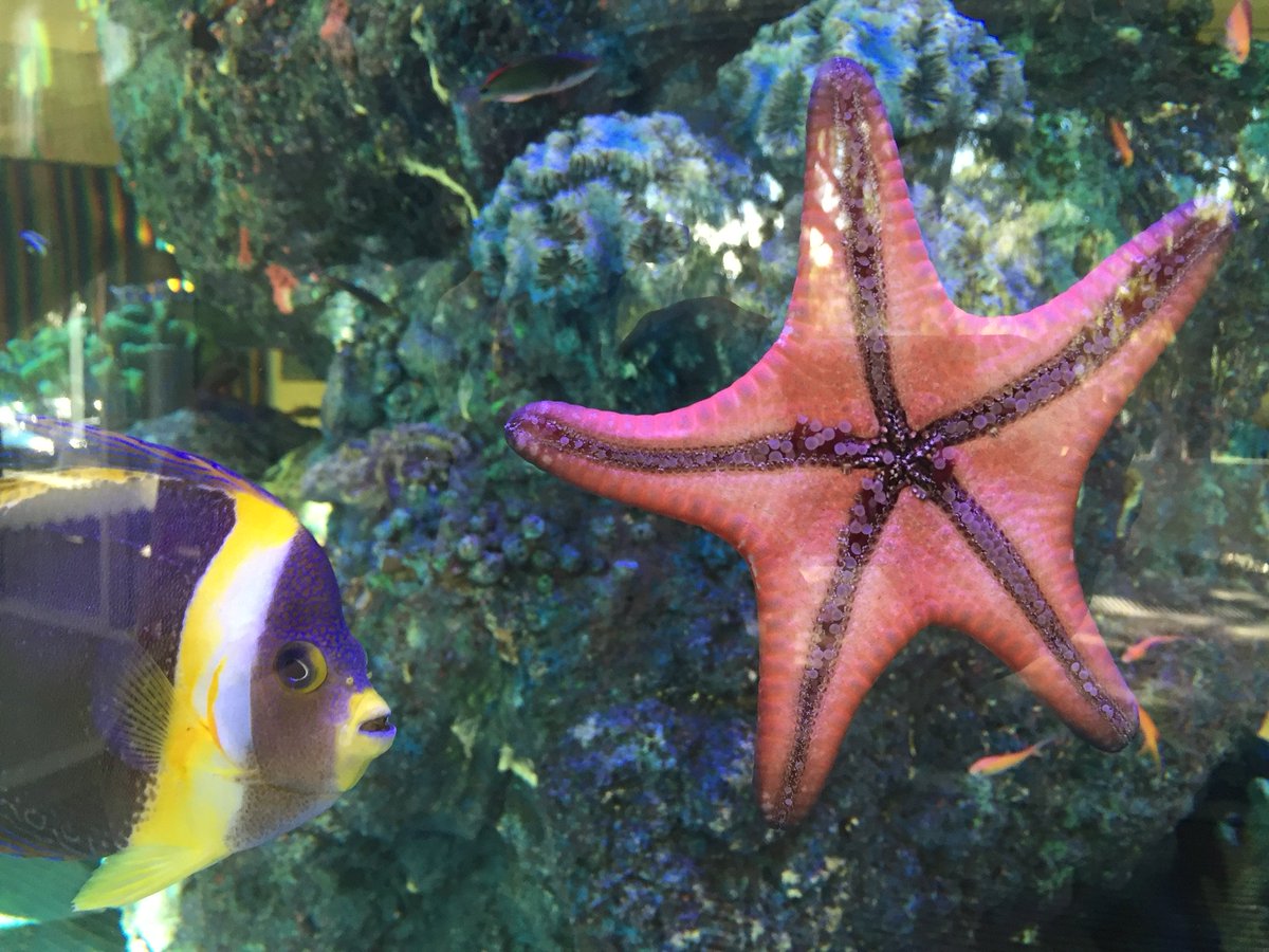 BLiP_JCU's tweet photo. Hi @jcu TSV community! We are meeting for a coffee catch-up Tue 10.30am Science Place. Come along & #chathard all things #blendedlearning https://t.co/O4mRT7oHyR