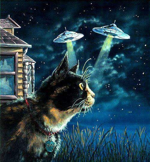 KatTUDE's tweet photo. <*>~<*> ================== <*>~<*>
N•E•V•E•R 
underestimate the power of 
C•A•T•S
<*>~<*> ================== <*>~<*> https://t.co/CfN6X1bTGB