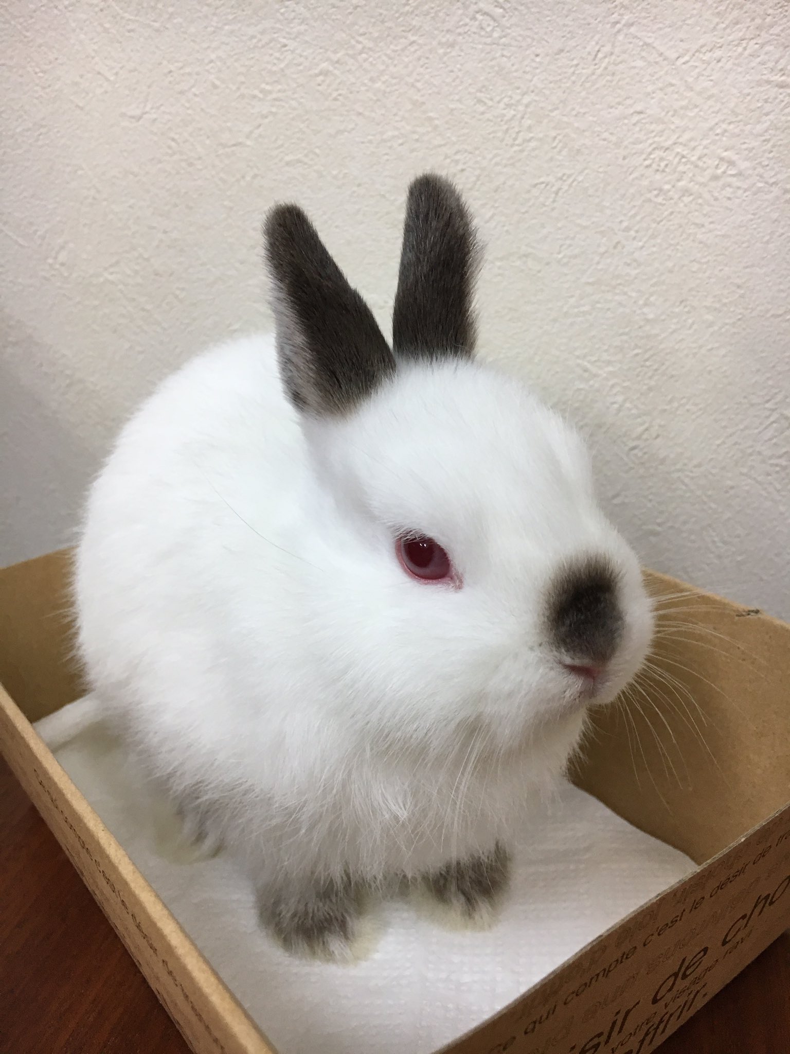うさぎカフェchocolate Otter 仔うさぎ販売 ヒマラヤンだいぶ色も濃くなり元気に成長中です 生後30日 40日 60日 80日です 種類 ヒマラヤン 希少品種 カラー ルビーホワイト 誕生日 17年3月22日 性別 メス うさぎカフェ うさぎホテル うさぎカフェchocolate Otter 仔うさぎ販売 ヒマラヤンだいぶ色も濃くなり元気に成長中です 生後30日 40日 60日 80日です 種類 ヒマラヤン 希少品種 カラー ルビーホワイト 誕生日 17年3月22日 性別 メス うさぎカフェ うさぎホテル