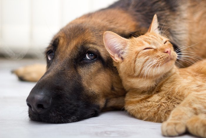 _WomensWord_'s tweet photo. SE TI PIACCIONO GLI ANIMALI ,GANI GATTI E ALTRE SPECIE,SEGUICI SULLA NOSTRA PAGINA QUI ====> https://t.co/Bfcmbw5Hzb <3 https://t.co/dAsrzyMIVX