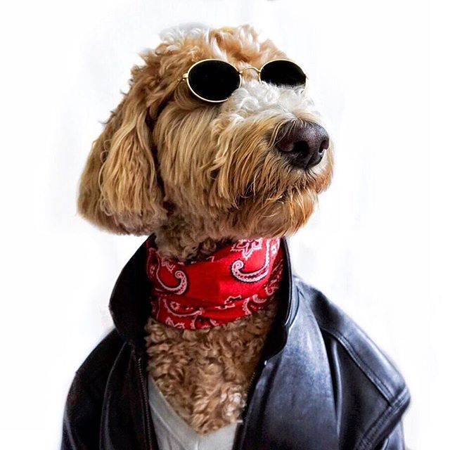 @indythegoldendoodle is too cool for school.

#dogsofinstagram #L4L #instafollow #F4F #photooftheday #cats #love #pets #followback #animal