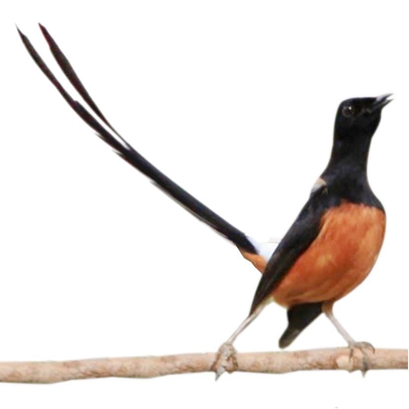 M Khalil Kalil2234 Twitter