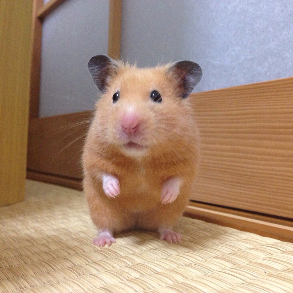 いい事ってのは人それぞれの価値観で決まるから、

羨ましい事がいい事とは限らないのだよ。

#言葉 #ハムスター #hamster #キンクマ #