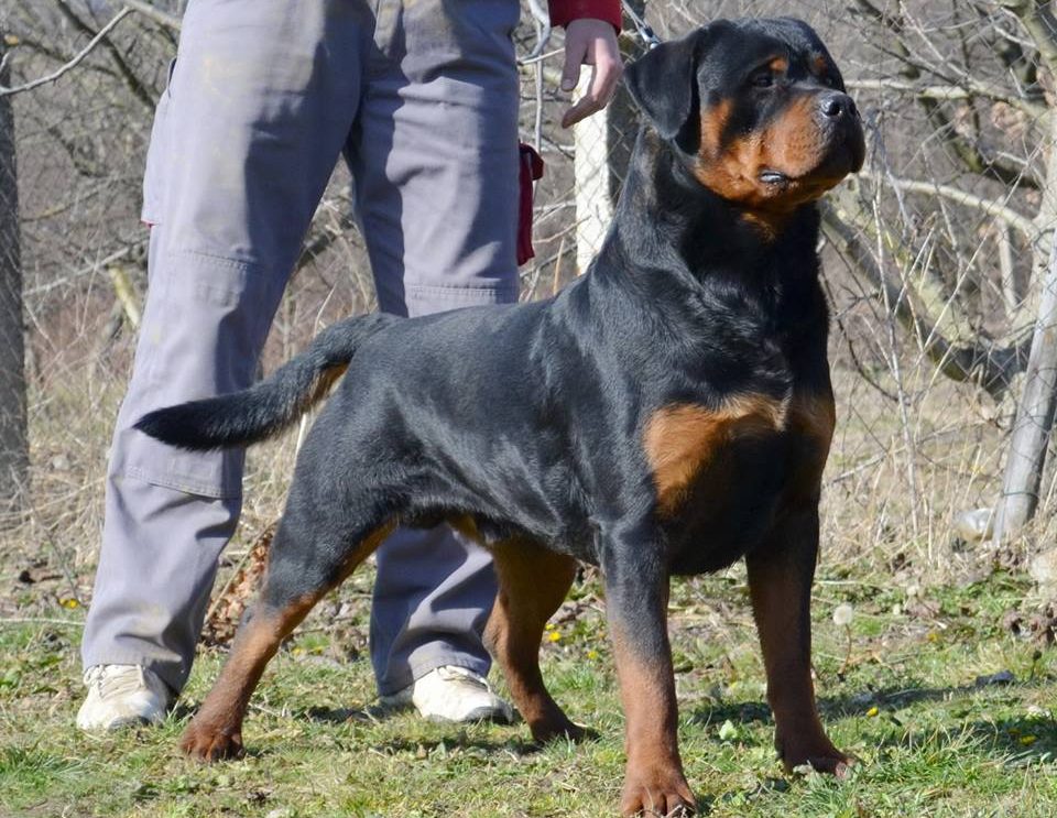 rottweiler with ears clipped