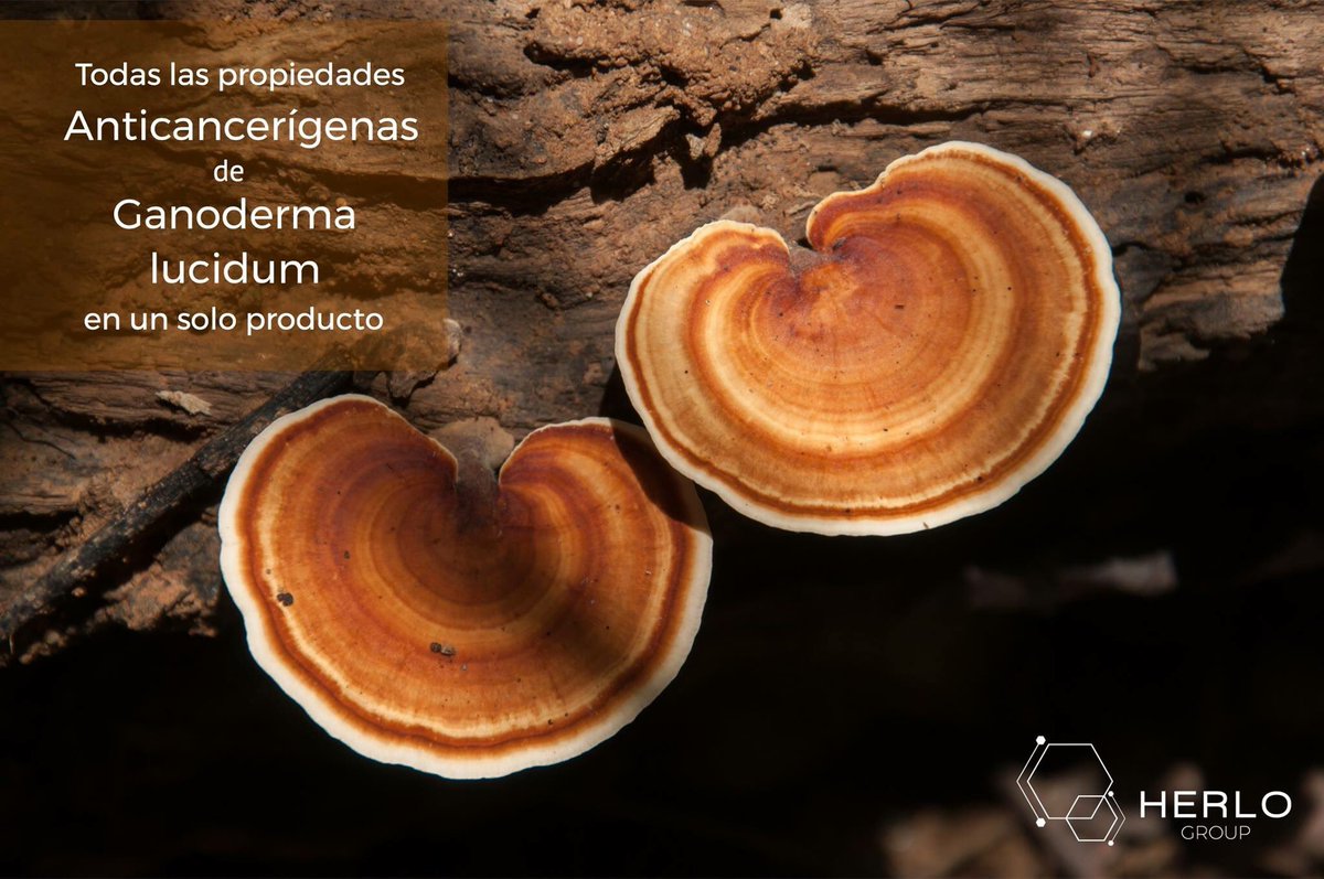 HERLOGroup's tweet photo. #Ganoderma lucidum es un hongo medicinal mundialmente reconocido por sus compuestos activos con propiedades #anticancerígenas 

#herlogroup https://t.co/vBWOQxsY0t