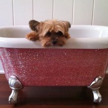 YaleHearts's tweet photo. Who doesn't love Dog in Bathtub?#20YearsOfStories #WhatWouldNoraDo https://t.co/56P7Mpf1VU https://t.co/Lb89b0lO2t