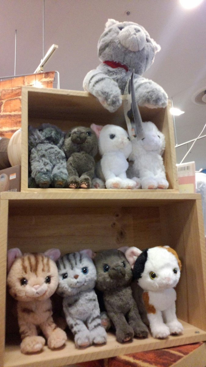 サンレモン Op Twitter ヴィレッジヴァンガード イオンモール大牟田店に 先月お邪魔してきました ひざねこもキトンもハグハグもハリネズミも たーっぷり展開中ですよー 猫をダメにする食パンクッションの上のひざねこちゃん かわいい ｳﾆｬﾝ サンレモン ひざ