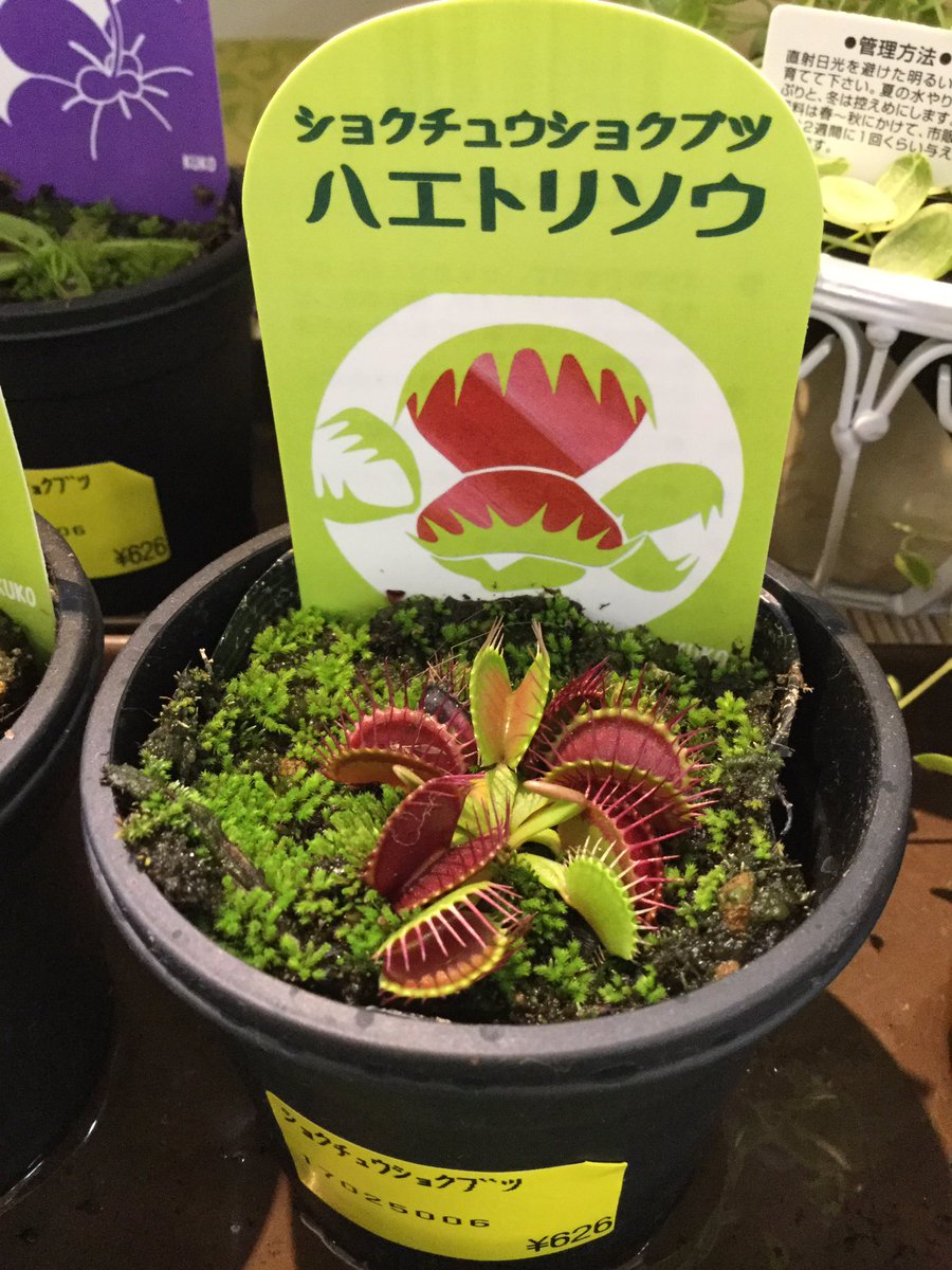 ラピアショップ情報 على تويتر 1階 パセリー菜です 夏になると入荷する ハエトリソウ 今年もお目見えしました 虫を食べる事だけでもビックリ なのに更に葉っぱが動きます ただ 動くのにかなり体力を消耗するので お遊びはホドホドに W 食虫