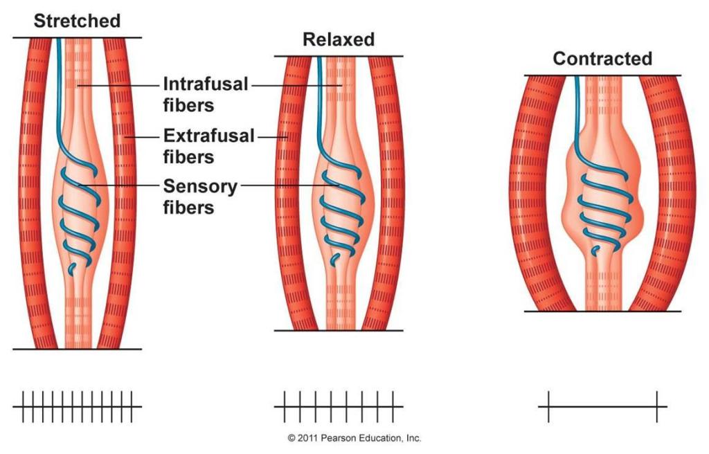 Todd_Massage's tweet photo. Why You Should Stretch https://t.co/txpBXWpqDv https://t.co/GfbhYqqkz9