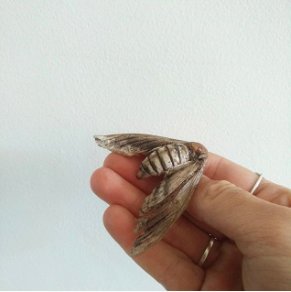 BisonBonasus_'s tweet photo. My dear @paganhead would you ID this dead but lovely hawk moth for a friend? https://t.co/RmZSE2Ugz2