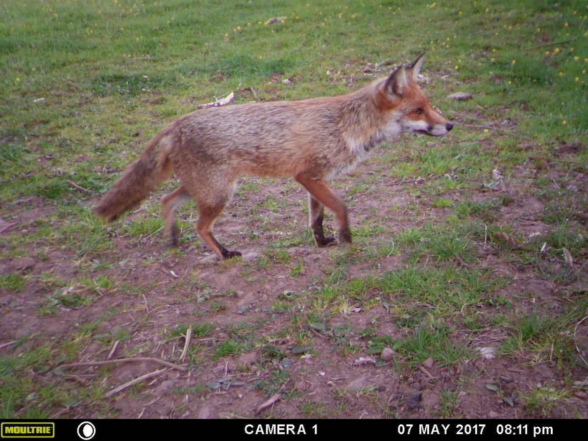 #Trailcam #fox from the farm for <a href="/nells_originals/">NellsOriginals</a>'s next #illusrationchallenge 🦊 #Nellephant 🦊 #Devaudenvillage 🦊 #zoologybug 🦊 #30DaysWild