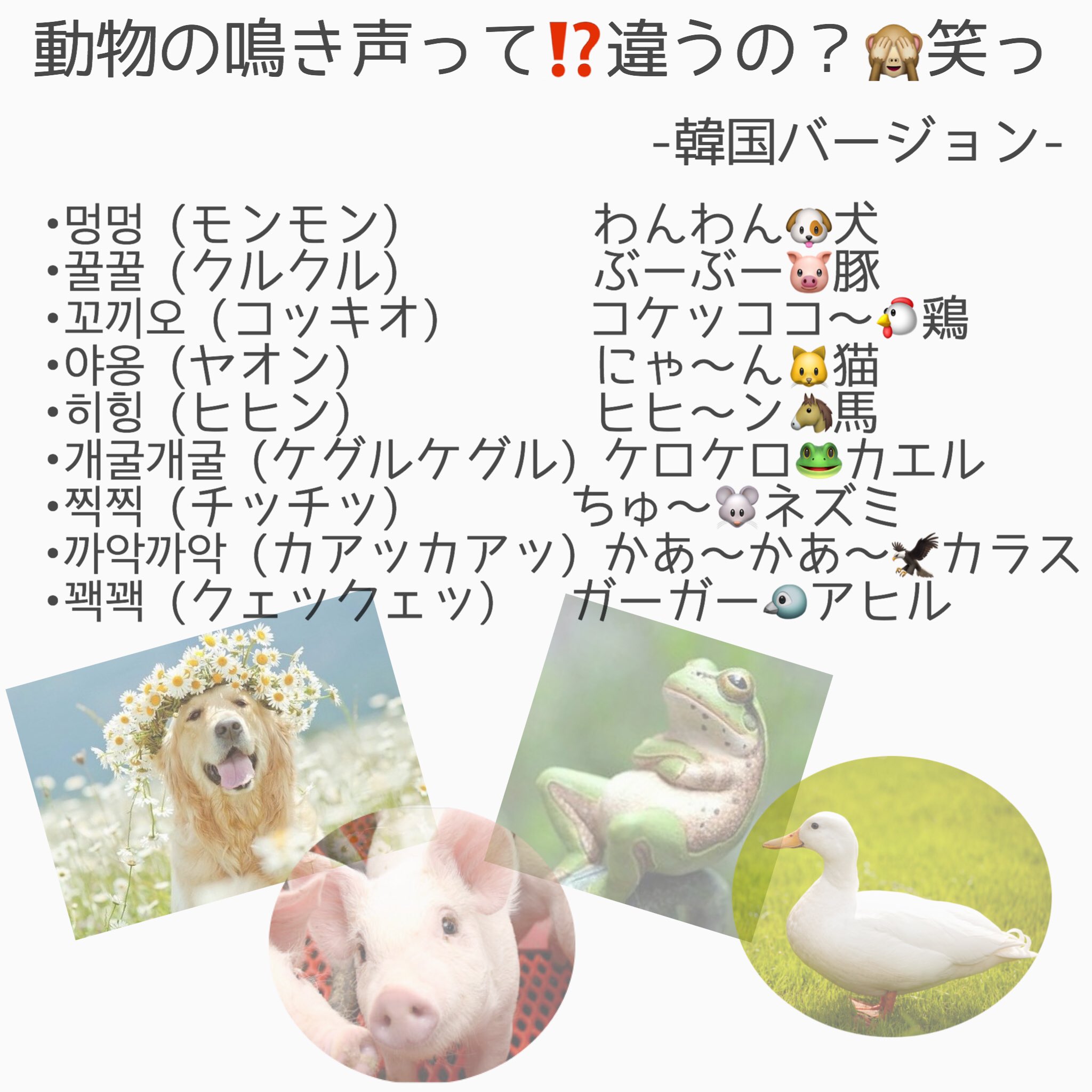 O Xrhsths ともたん 토모땅 Sto Twitter 面白い 国ごとに違う動物の鳴き声 笑っ 재미있다 나라마다 다양한 동물 울음 소리 韓国語 韓国語勉強 韓国語の勉強 韓国好きな人rt ともたん先生 ハングル O Xrhsths ともたん 토모땅 Sto Twitter 面白い 国ごとに違う動物の鳴き声 笑っ 재미있다 나라마다 다양한 동물 울음 소리 韓国語 韓国語勉強 韓国語の勉強 韓国好きな人rt ともたん先生 ハングル