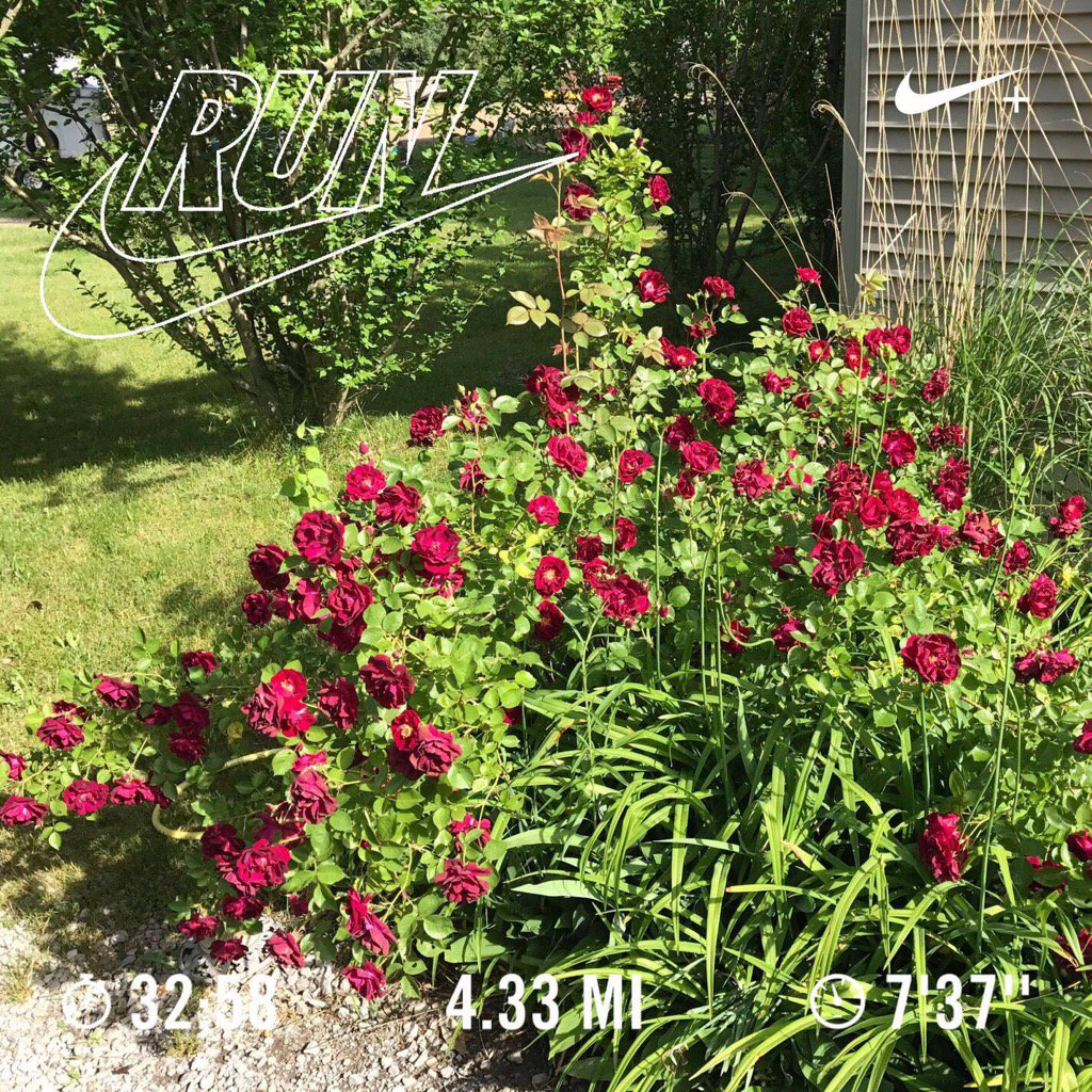 jnayr17's tweet image. Ran 4.33 miles with Nike⁠+ Run Club #nrc #humidrun #gotitdone #stopandsmelltheroses