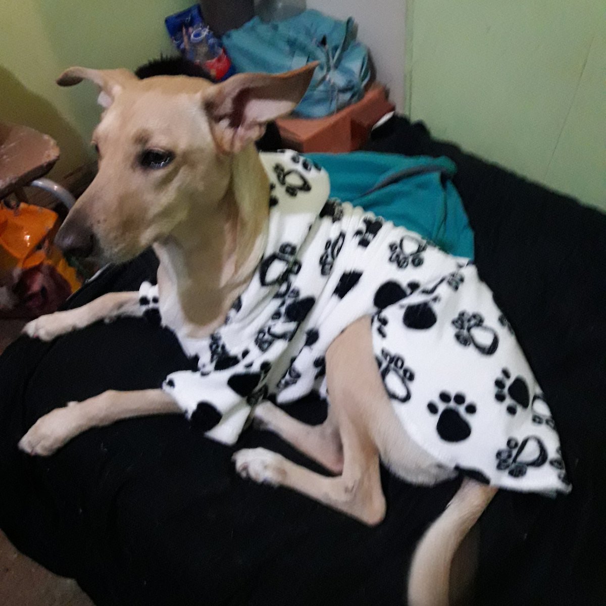 pololariver's tweet photo. Gracias abuela por mi nuevo buzo https://t.co/hTiAXh1xw9