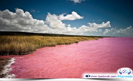 aaa_tamimi1's tweet photo. من غرائب البحيرات
#البحيرة_الوردية #هيلير
#Hillir
#Pink_lake
هي بحيرة ملحية تقع في منطقة كولدفيلدز غرب استراليا
#يوم_الجمعه https://t.co/CSMRvvksof