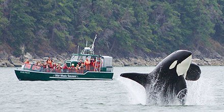 MyVancouver's tweet photo. Keep an eye out - and your camera ready: Whale watching in #Vancouver: https://t.co/KLBYuVIrdx #VeryVancouver #ExploreBC #ExploreCanada https://t.co/HJpQdEVWuA