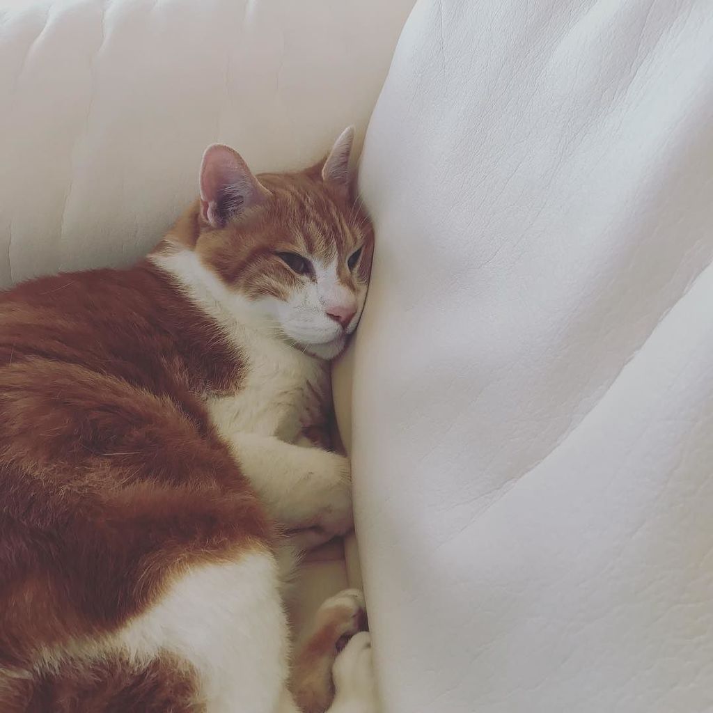 めがね もんニャン顔潰れてるよ 寝顔がブサイク 猫 ねこ Cat T Co 25udgjqalb T Co 6dkrdnriaf Twitter めがね もんニャン顔潰れてるよ 寝顔がブサイク 猫 ねこ Cat T Co 25udgjqalb T Co 6dkrdnriaf Twitter