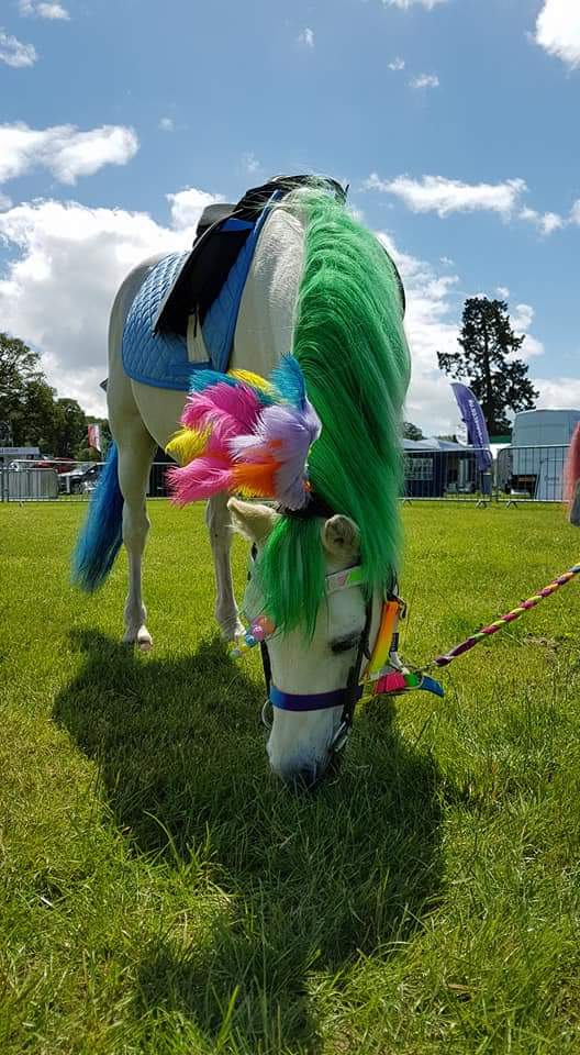 DPriest75's tweet photo. @BolesworthInt Harry the unicorn giving rides today 11am -4pm #clipclopponyrides #equinehappy #ponyhour #bolesworthshow ❤🦄 https://t.co/gGqveNWyCj
