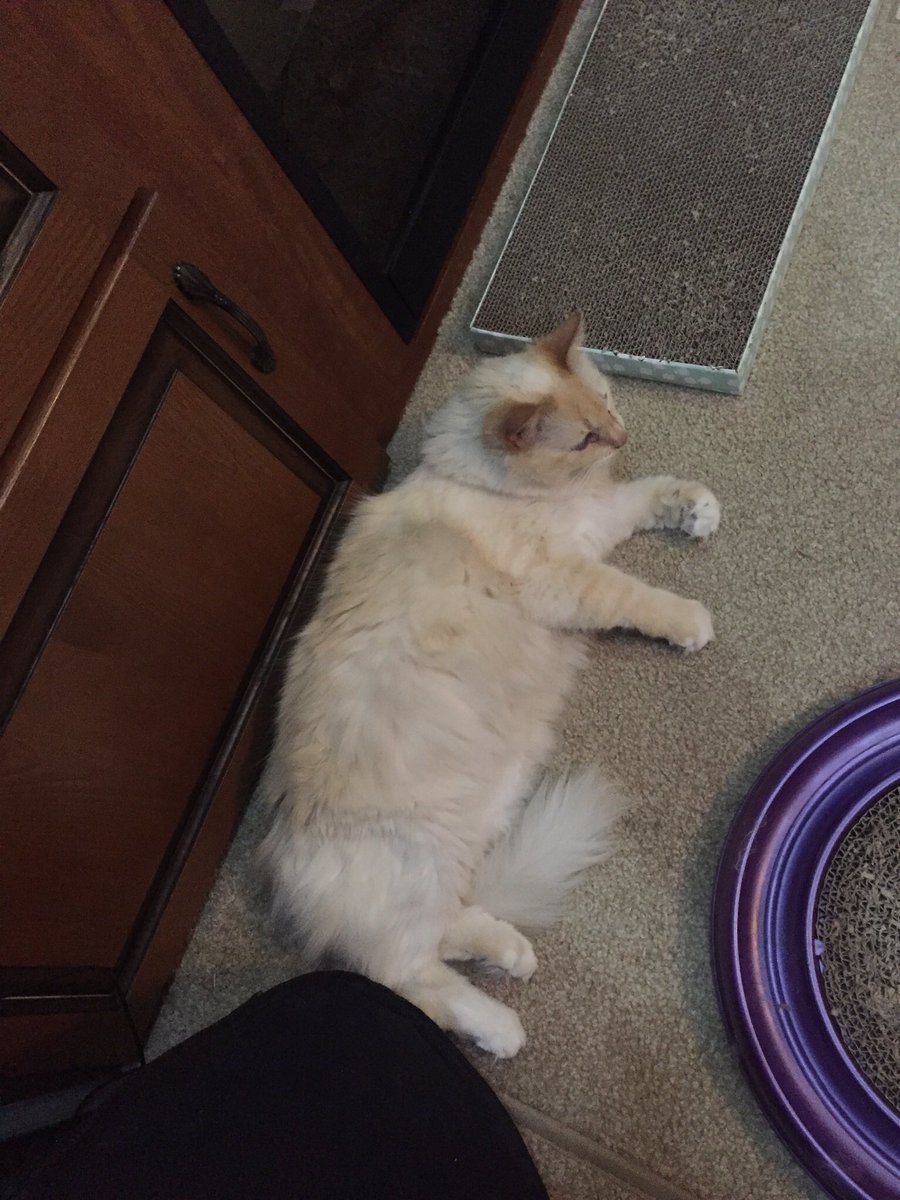 KlTTYSUGAR's tweet photo. I woke her up and she is Angry https://t.co/9w2Dfiv0T9