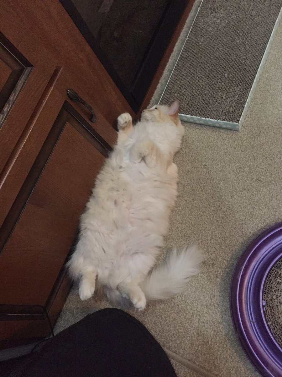 KlTTYSUGAR's tweet photo. I woke her up and she is Angry https://t.co/9w2Dfiv0T9