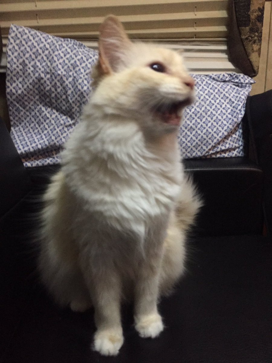 KlTTYSUGAR's tweet photo. I woke her up and she is Angry https://t.co/9w2Dfiv0T9
