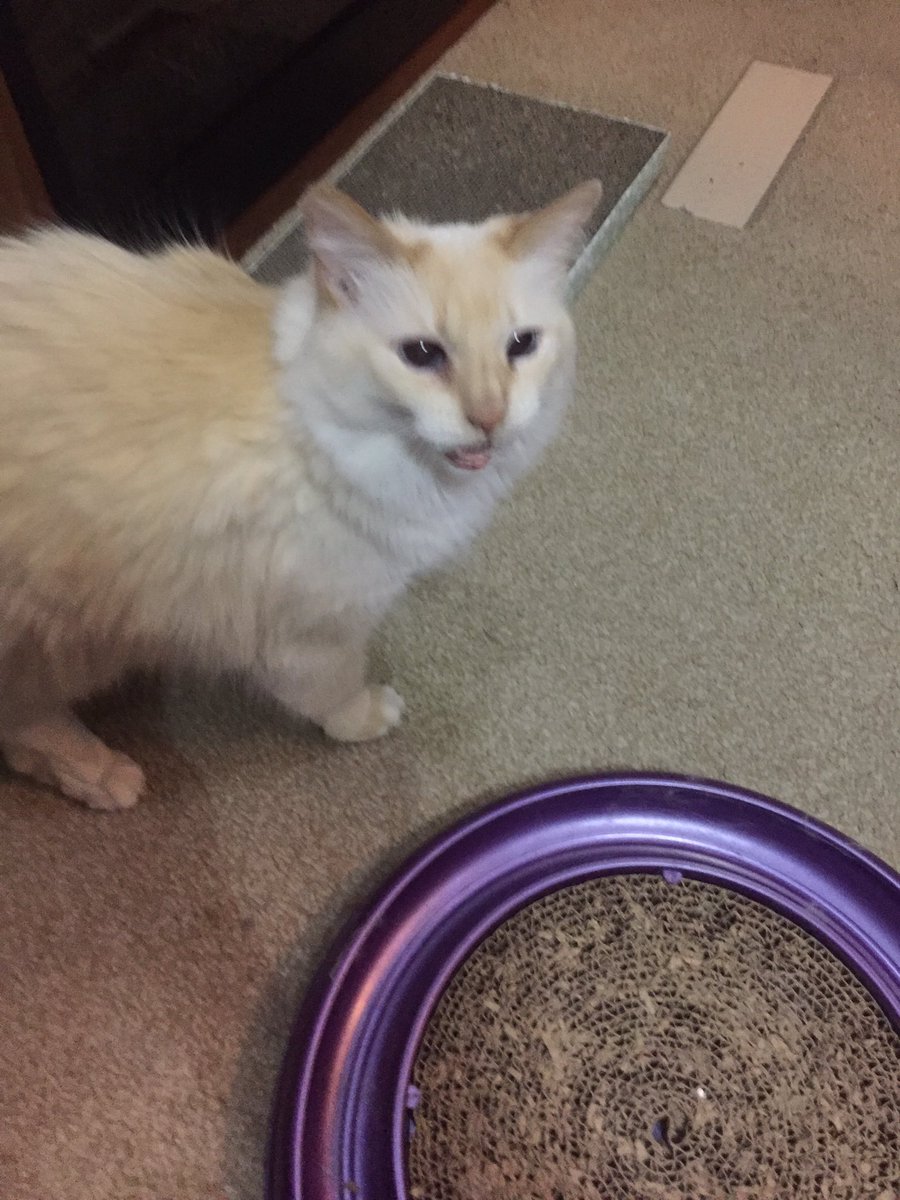 KlTTYSUGAR's tweet photo. I woke her up and she is Angry https://t.co/9w2Dfiv0T9