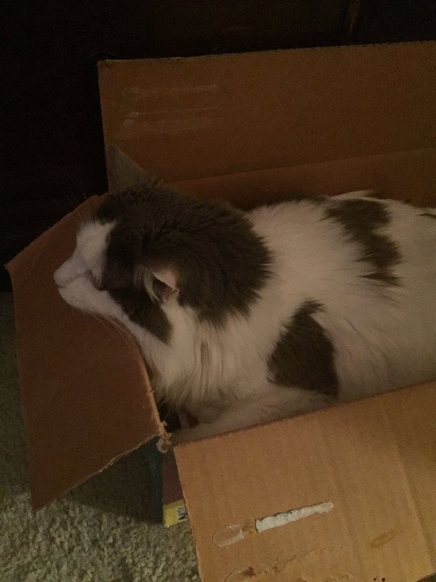 IDreamOfHamill's tweet photo. @GabbyTucker8 @HamillFriends @RossowDoris @HamillHimself @ItsMarkHamill @IvoSor3 @mrjafri @Hamill_Italy @Hamill_Harem @wesjanson99 Just chil'n in my favorite box π¦ππΉπ#QueenSnoopy cat π https://t.co/WbGuDIyHIy