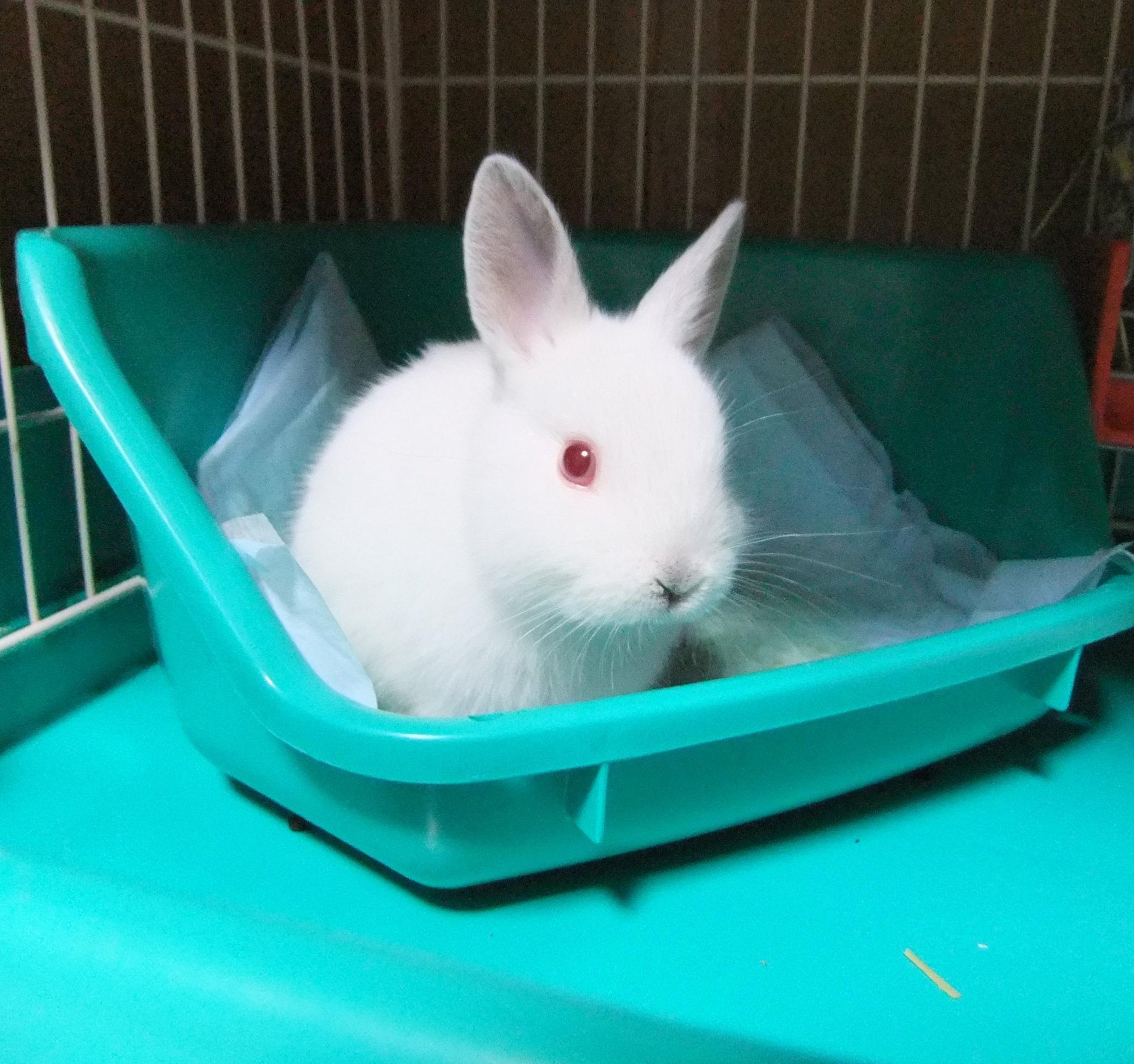 アカうさ 三代目のうさぎちゃんとして我が家に来たばかりの頃 赤目の子が好きでこの子も一目惚れ それから6年半 只今ぐっすりお昼寝中www そういえば最近赤目の子見ないなぁ うさぎ うさぎ好きさんと繋がりたい アルビノ 白兎 ネザーランド