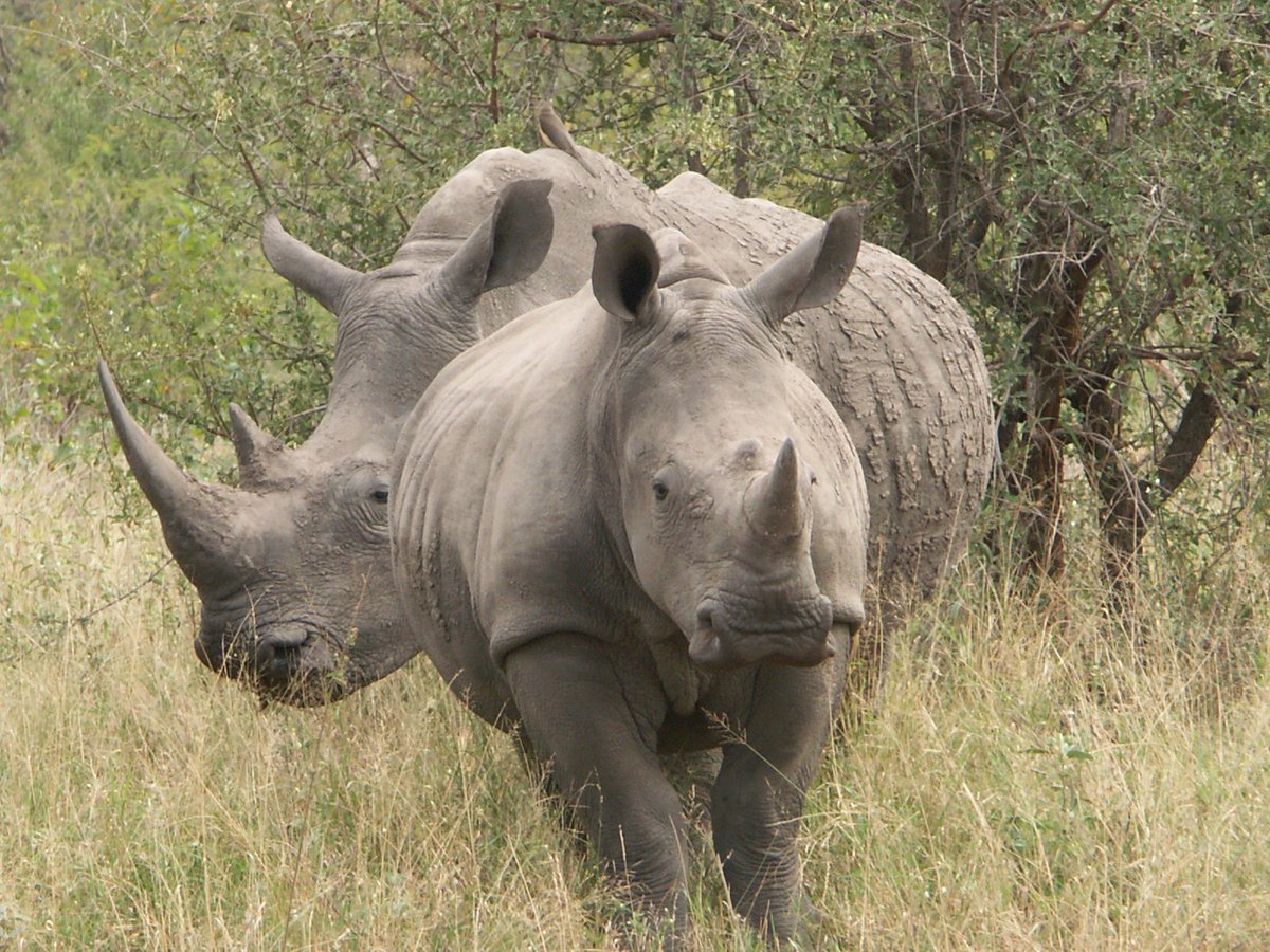 sirmusaley's tweet photo. Did u know there is no difference between the Rhino's Horn and a Human's finger. Let us help them live. #HelpMeLive๐ญ@OlPejeta @lewa_wildlife https://t.co/l6Tl5h9mAg