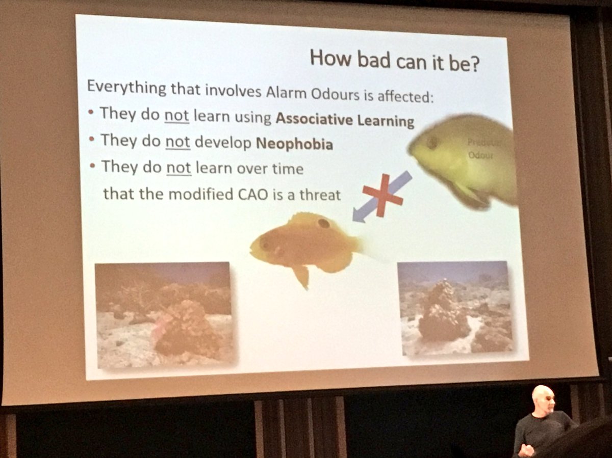Hannah Markham (@reefscientist) on Twitter photo Chemically active substrates (e.g. cyanobacteria) on dead coral renders reef fish unable to learn about threats <a href="/MarkIMcComick/">Mark Ian McCormick</a> #Coral17 Chemically active substrates (e.g. cyanobacteria) on dead coral renders reef fish unable to learn about threats <a href="/MarkIMcComick/">Mark Ian McCormick</a> #Coral17