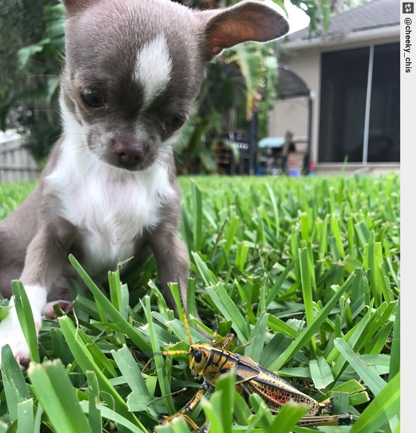 IngloriousDogs's tweet photo. What, in all that is holy, is that monstrosity?! . . #BigAssBug #GinormousActually #ALittleHelpHerePlease #puppy #puppies #puppylove https://t.co/cCVImpYzon