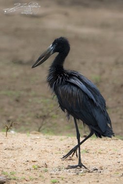 ntoine_Photo's tweet photo. #AfricanOpenbill in #KrugerNationalPark #SouthAfrica @BirdWatchingMag #Birding #Kruger #Openbill #Africa https://t.co/YVxWkSeX5X