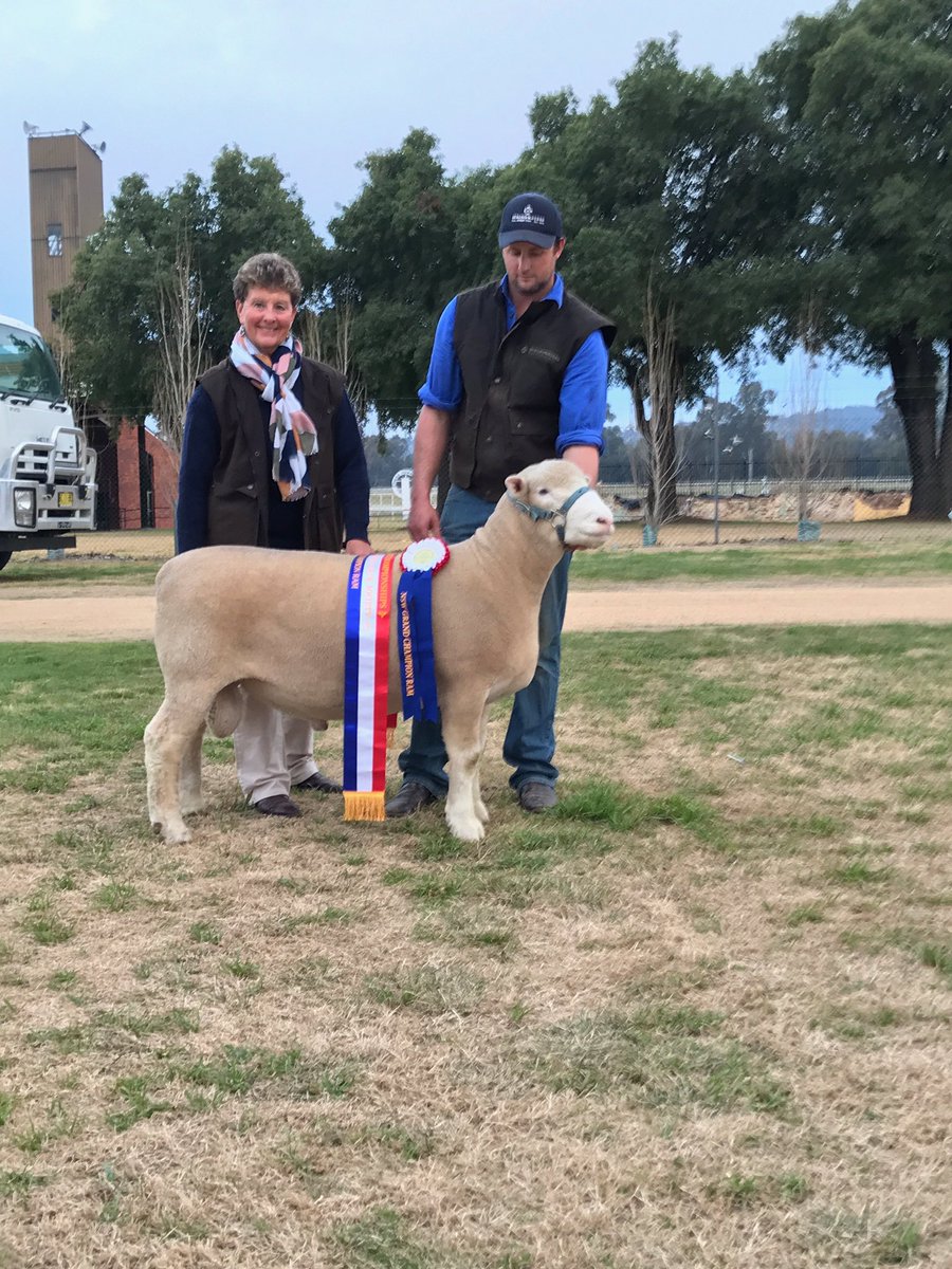 krisifrost's tweet photo. Springwaters stud, Boorowa takes the grand champ ram exhibit at NSW Dorset Championships #polldorset @thelandnews @fairfaxlivestoc https://t.co/6bKfZbixQE