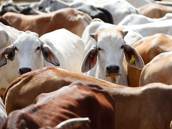 Oneindia's tweet photo. Are you a #GauBhakt? Then check out the latest cow connect app, book on #Cowism
https://t.co/3J0rWdzoOF
@BJP4India @Swamy39 https://t.co/y0n6sO6ANb