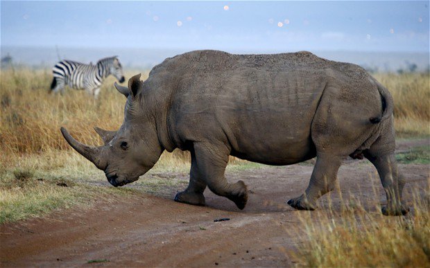 sirmusaley's tweet photo. @OlPejeta @lewa_wildlife @RhinosIRF @savingrhinos @HelpingRhinos @savetherhino @wwf_uk @kwskenya @WWFnews @WillKnocker @SmritiVidyarthi #HelpMeLive The nails contents are just the same, so there is no need of killing Rhinos which are on the verge of extinction https://t.co/yfH4Zgoi42
