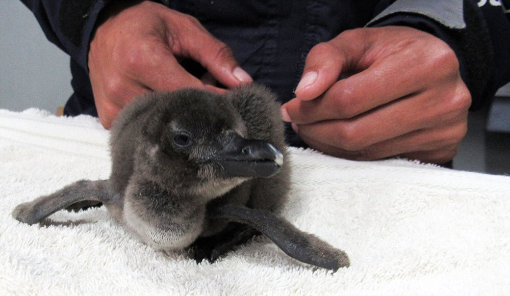 #YouthDay It takes Ubuntu to raise an African penguin chick &amp; rebuild a population <a href="/SANCCOB/">SANCCOB</a> <a href="/CapeNature1/">CapeNature</a> <a href="/SANParksAENP/">SANParks Addo</a> <a href="/environmentza/">Environmentza</a>
