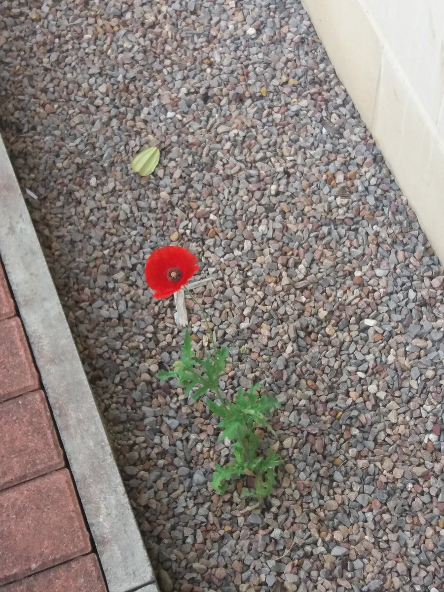 mbulpitt87's tweet photo. Solid start to the morning. Early gym session & a Wales win, get to work and find this little guy outside my window #RandomFlower #GoodVibes https://t.co/jxLm1qIepr
