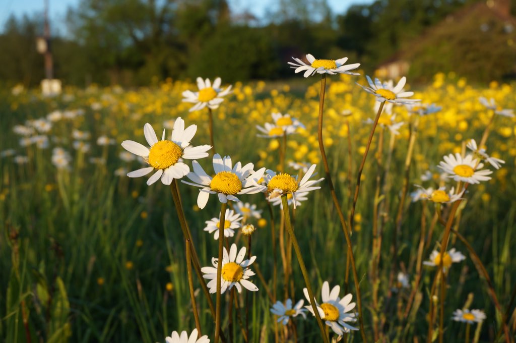 Oxe-eye daisies flourishing on #bishopsmeadow yr after yr thanks to proper land management #wildflowerhunt #nationalmeadowday #30DaysWild