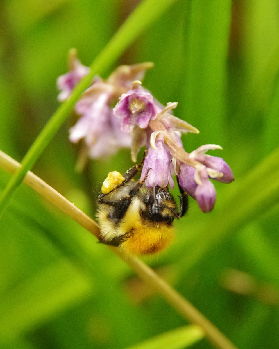 NeilM_BBG's tweet photo. Busy bees @BenmoreBotGdn lovely to see. #bumblebee @TheBotanics @VisitCowal #deutzia #rodgersia #ophiopogon #rosa https://t.co/pBwoCVFzbi