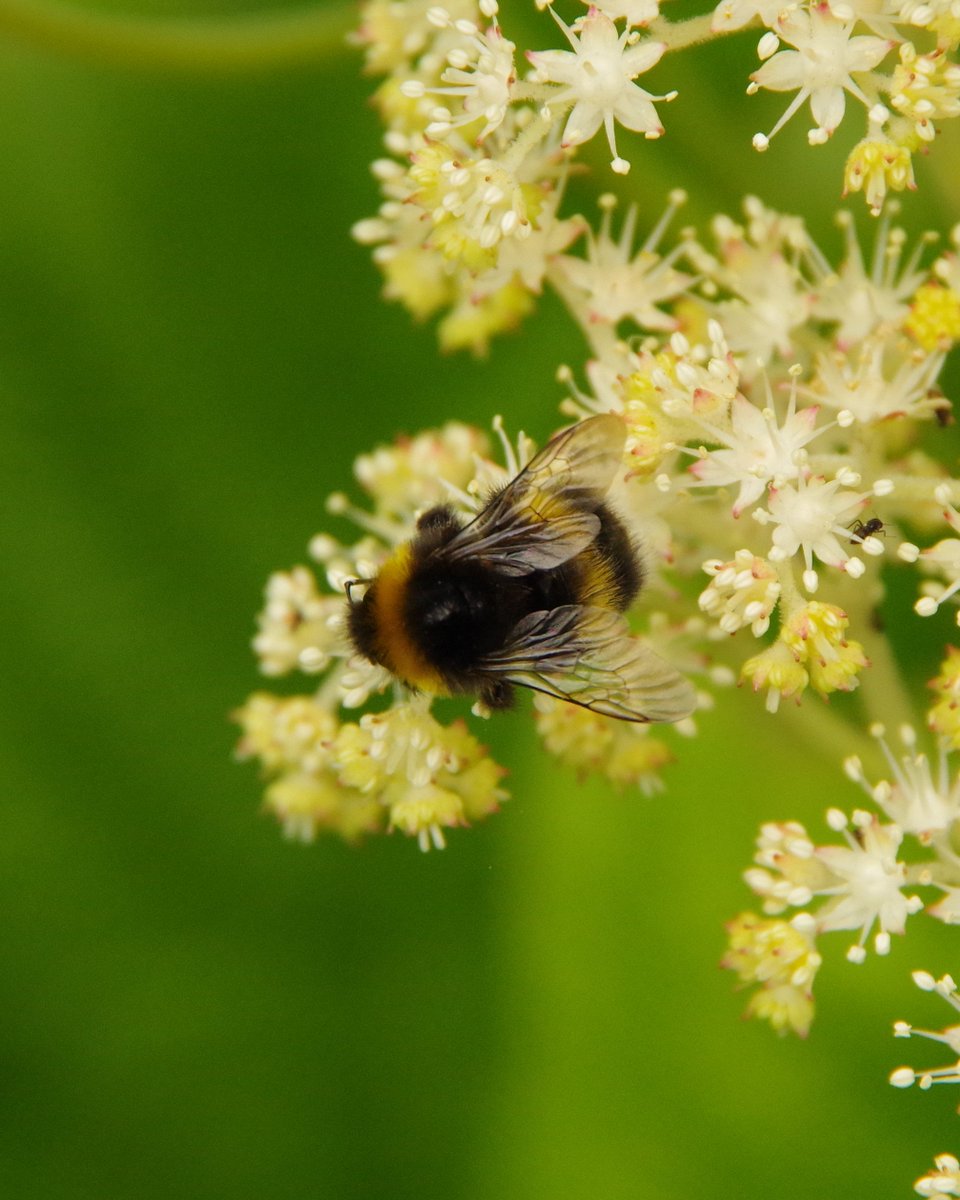 NeilM_BBG's tweet photo. Busy bees @BenmoreBotGdn lovely to see. #bumblebee @TheBotanics @VisitCowal #deutzia #rodgersia #ophiopogon #rosa https://t.co/pBwoCVFzbi
