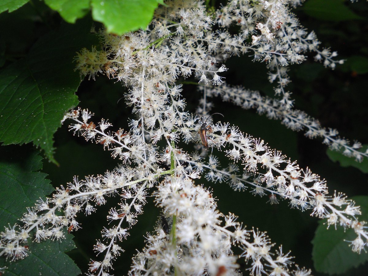 SamuelMarent's tweet photo. #Aruncus dioicus, buck's-beard #Rosaceae with longhorn beetle #Coleoptera.
#FridayFeeling https://t.co/R8tz2Hd6rp