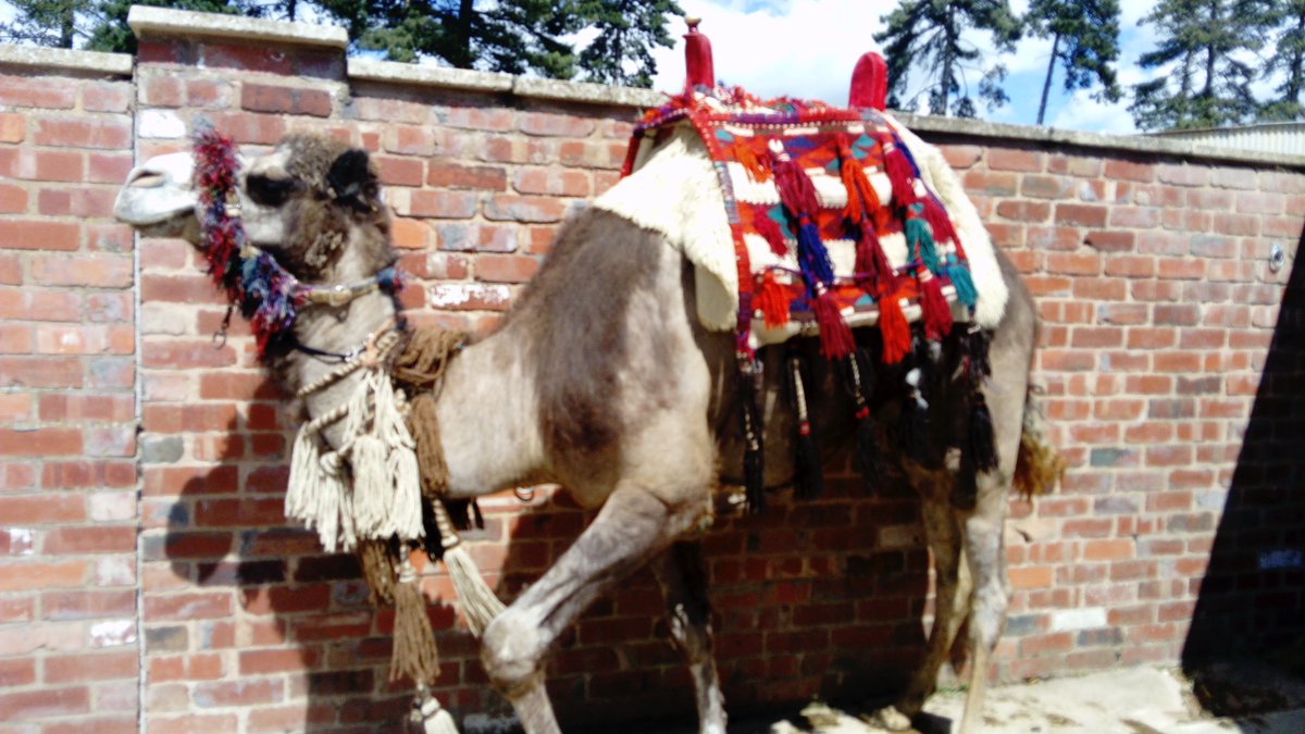 JACamels's tweet photo. The Dromedaries Camel Beauty Pageant https://t.co/CDTYJ9SU97