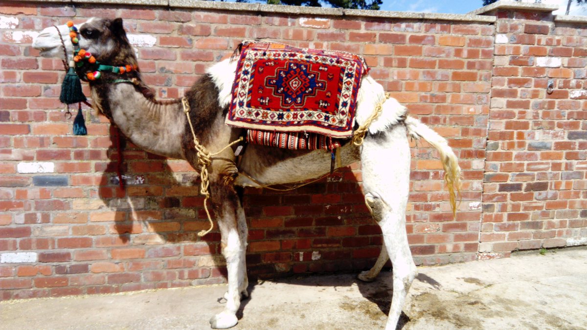 JACamels's tweet photo. The Dromedaries Camel Beauty Pageant https://t.co/CDTYJ9SU97