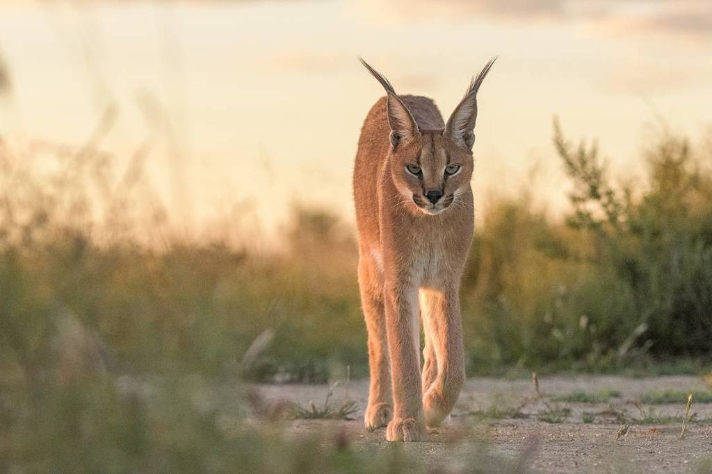Caracal, Namibia

#starlingtours #catoftheday #cats #catlovers #animals #animallovers  #wildlife #wildlifephotogra… ift.tt/2ry1FDI