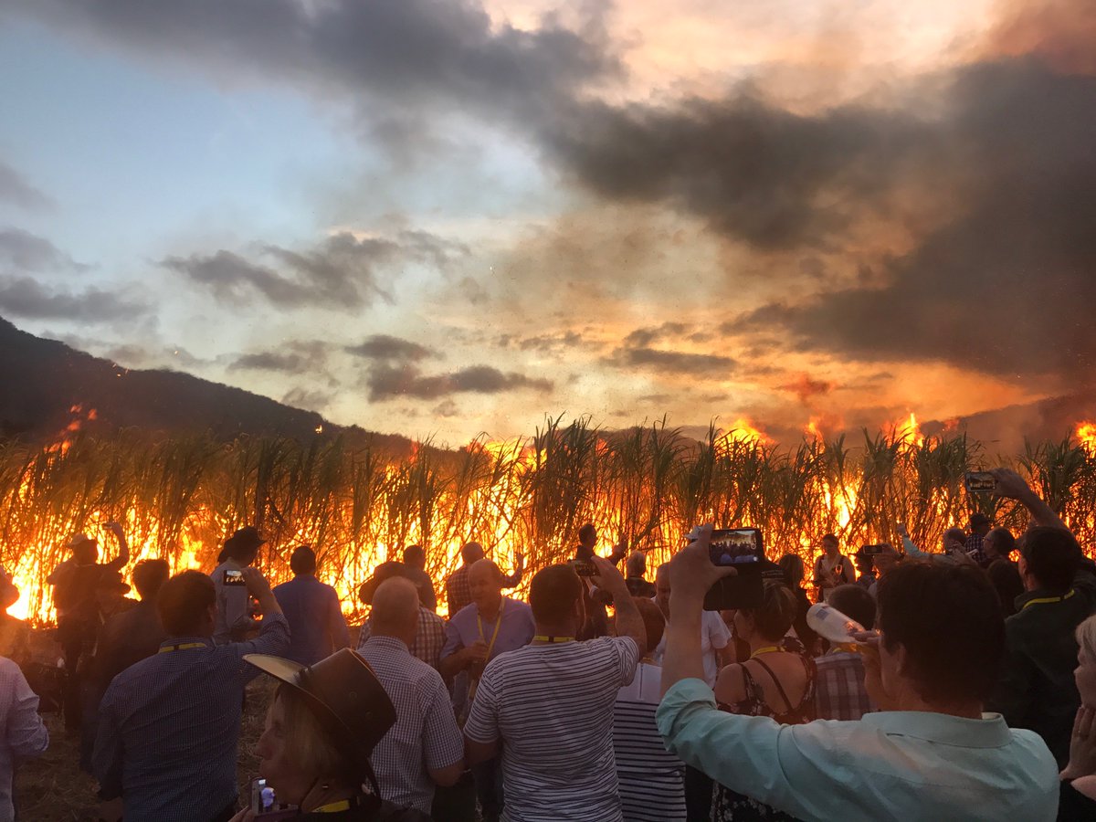 Steve_J_Keil's tweet photo. #LaserCon canefield burn. #LaserPlumbing #LaserElectrical https://t.co/g3gvrY2NLF