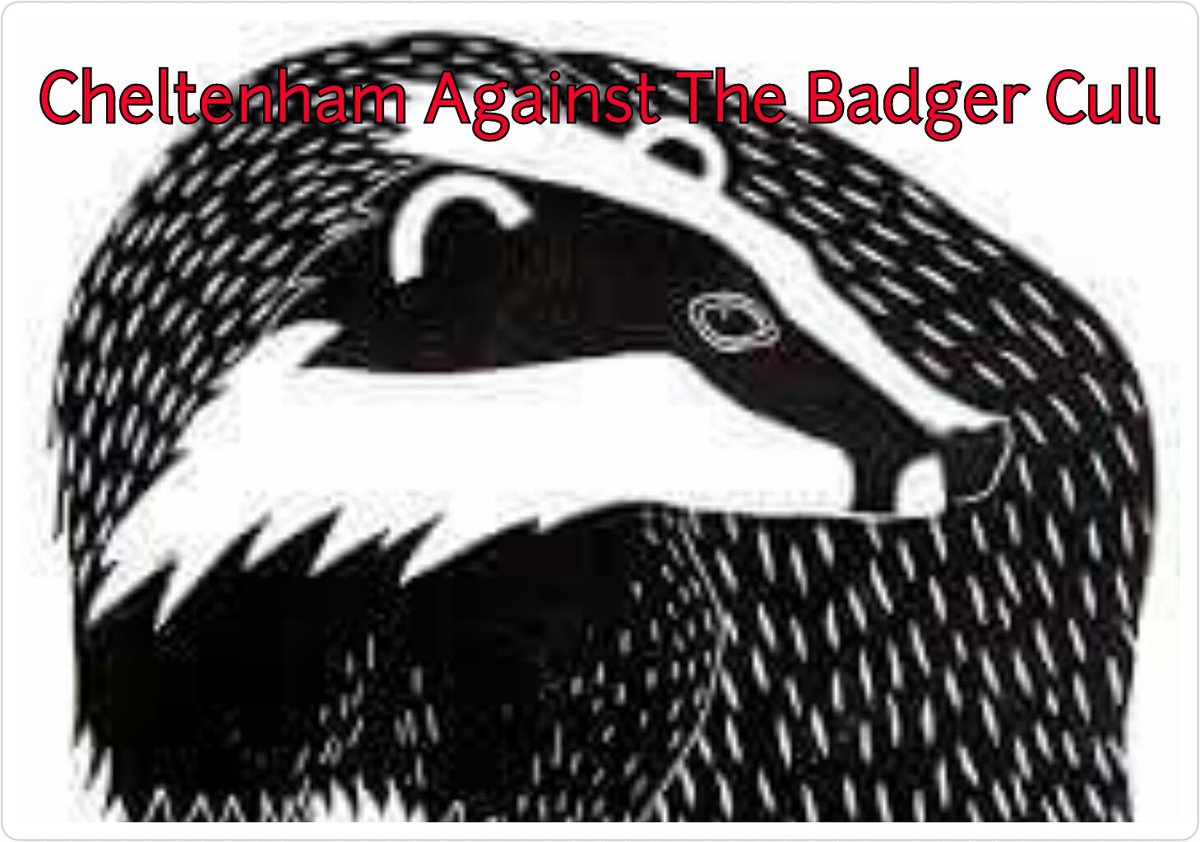 Please join our Facebook Group &amp; help us to protect Badgers in &amp; around the Cheltenham area!! #StopTheCull #Badgers #Cheltenham #BadgerCull