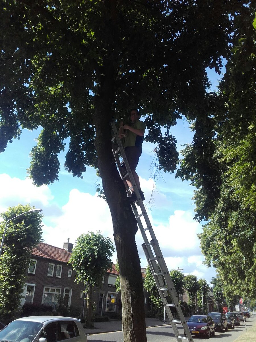 AndreHingstman's tweet photo. Gestart met bladluizen te bestrijden in #bomen in @gemeentegoirle. Bestrijding dmv lieveheersbeestje. @btlrealisatie @btlbomendienst https://t.co/46fxP3g7kP