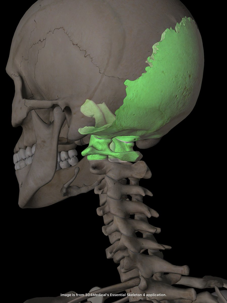 lucky5sugar's tweet photo. Medical Annotation via #EssentialSkeleton4 app. https://t.co/wgn2KfsrCQ