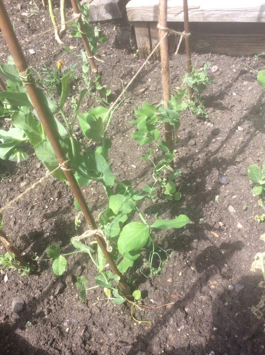 Adamsrill2b's tweet photo. Beetroot, rhubarb,mint and runner bean plants. Just a small selection of what we saw yesterday. https://t.co/NA3cL610ds